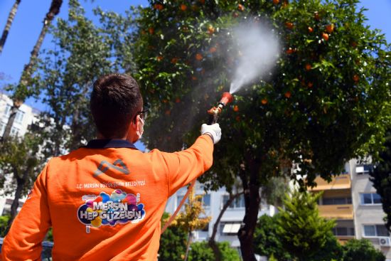 MERS�N B�Y�K�EH�R, AKDEN�Z MEYVE S�NE�� �LE M�CADELE BA�LATTI