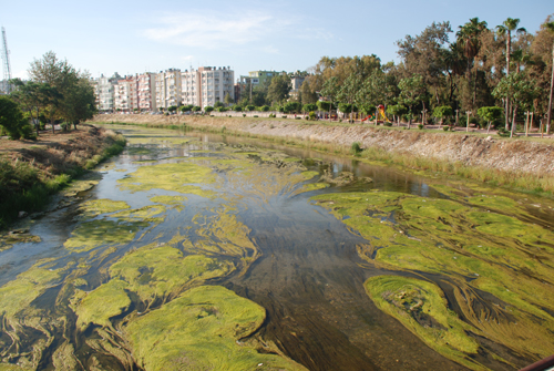 ��te Mersin�in sinek yuvas�   