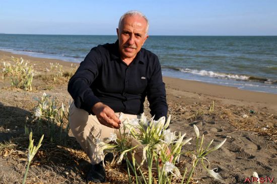 KUM ZAMBAKLARI AKDEN�Z BELED�YESݒN�N KORUMASI ALTINDA