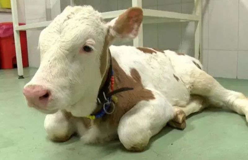 Kars, Ardahan ve Artvin’de Başladı Yayılıyor!