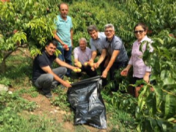  Akdeniz Meyve Sineği ile  poşetli mücadelede 