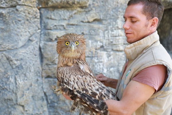  BALIK BAYKUŞU TEDAVİSİ TAMAMLANDIKTAN SONRA DOĞAYA SALINDI