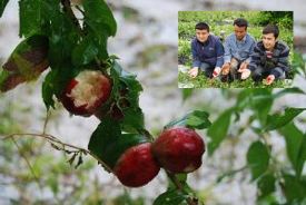 Dolu meyve ve sebzeye b�y�k zarar verdi 