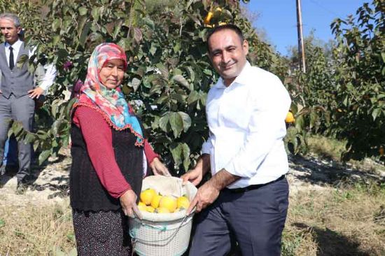 TOROSLAR�DA YET��EN TRABZON HURMASININ �LK HASADI, ���FTETELLݔ �LE YAPILDI