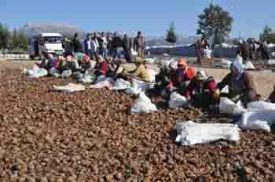 155 Ton Sedir Tohumu Toprakla Bulu�uyor