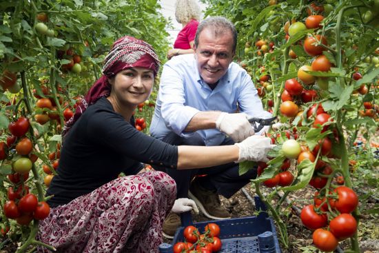  SE�ER, ERDEMLݒDE KADIN �RET�C�LERLE B�RL�KTE DOMATES HASADI YAPTI