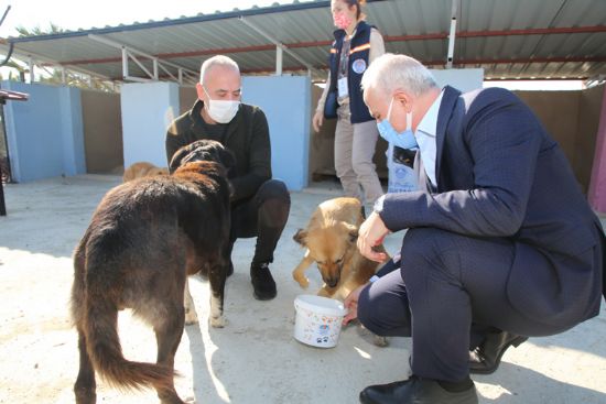 BA�KAN G�LTAK ADANALIO�LU SOKAK HAYVANLARI ���N HAZIRLANAN KORUNA�I �NCELED�