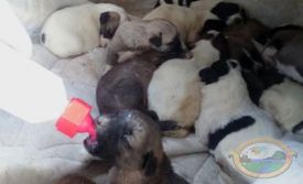 Anamur Belediyesi yavru köpeklerii sahiplendi
