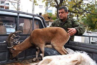 Hasta yaban keçisi tedavi edilerek doğaya bırakıldı 