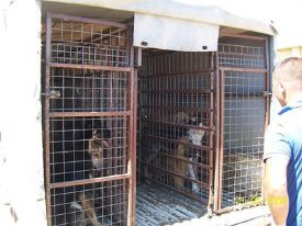 Carettalara Saldıran Sahipsiz Köpekler Toplandı