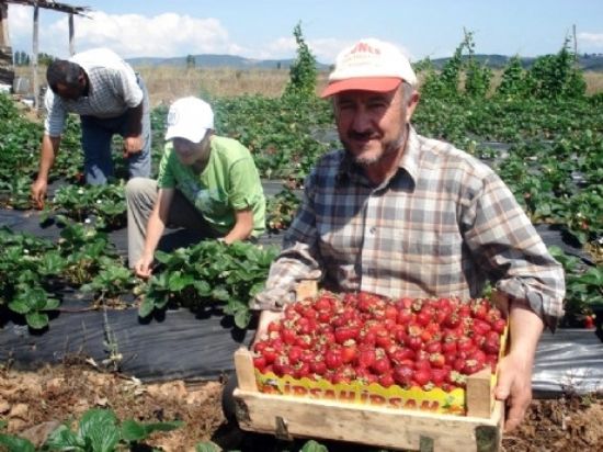 Silifke’de �ilek hasad� ba�lad�