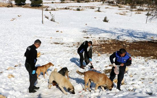 TOROSLAR BELED�YES� KARLI B�LGELERDEK� SOKAK HAYVANLARINI UNUTMADI