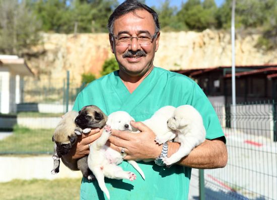 �L�ME TERK ED�LEN  BE� YAVRU K�PE�E  B�Y�K�EH�R SAH�P �IKTI