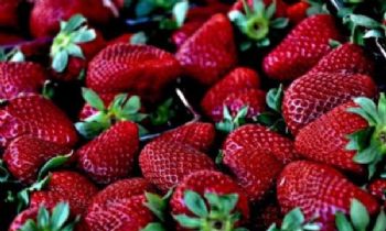 Rusya, Türkiye’den gelen 15 ton çileği almadı