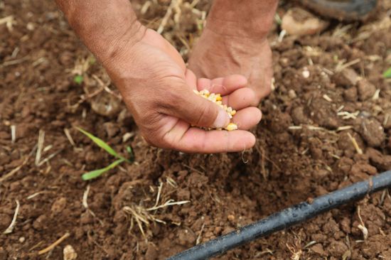  �ATA TOHUMLARI� TOROSLAR�DA HAYAT BULUYOR