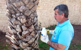 Ağaçlardaki hastalık ve zararlılara karşı mücadele ediliyor